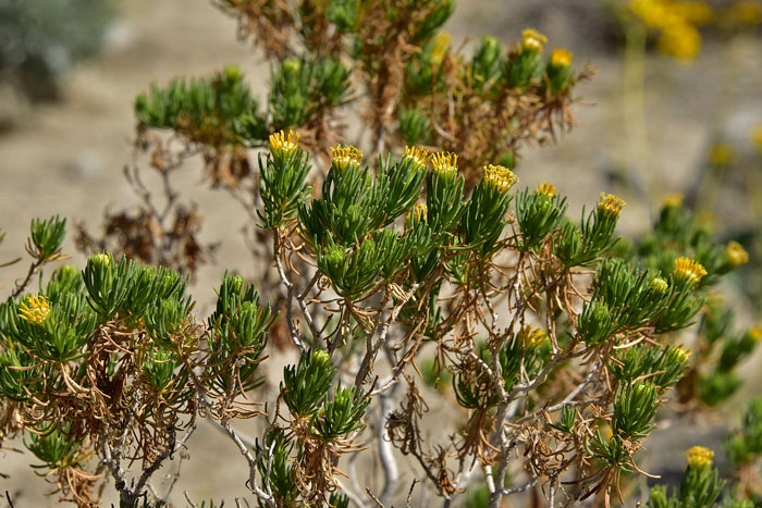 Schott's Pygmycedar has green leaves, alternate along the stems; linear in shape and often gland-dotted. Peucephyllum schottii 
